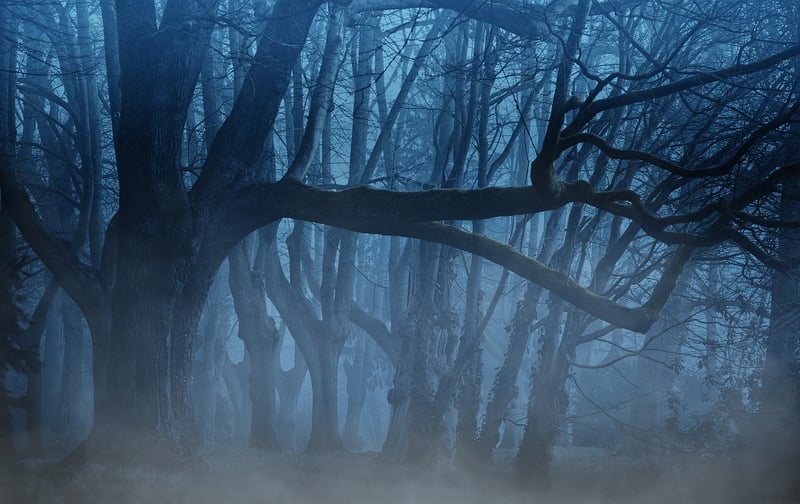 Enigmatic Forest